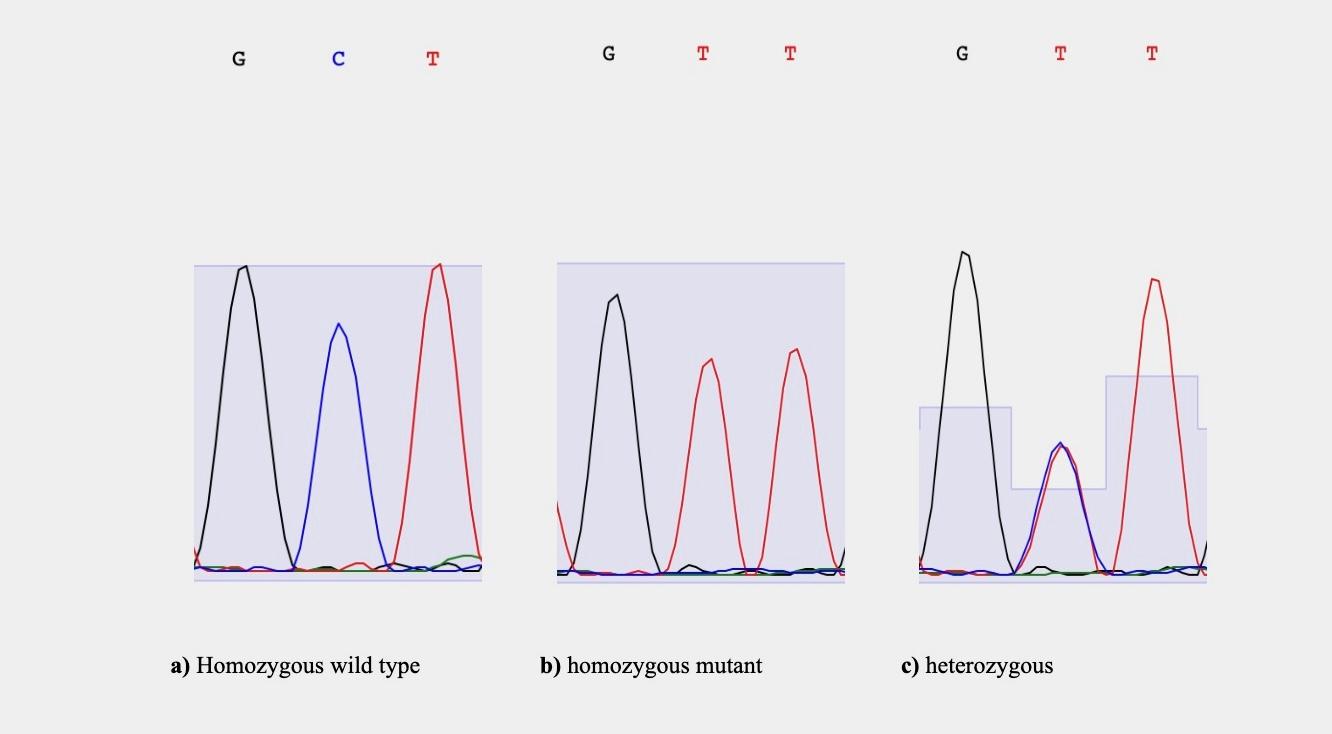 Sanger sequencing traces for a SNP at position 785 on TAS2R38 for three individuals